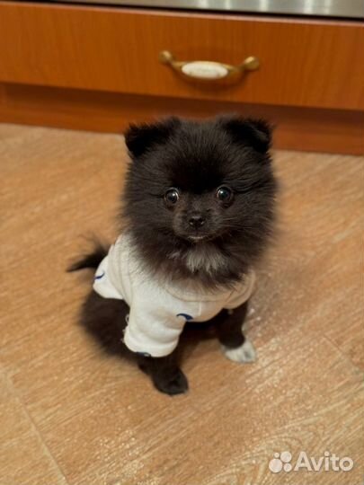 Померанский шпиц