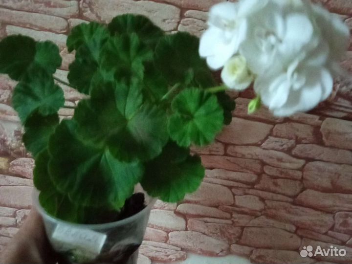 Пеларгония герань