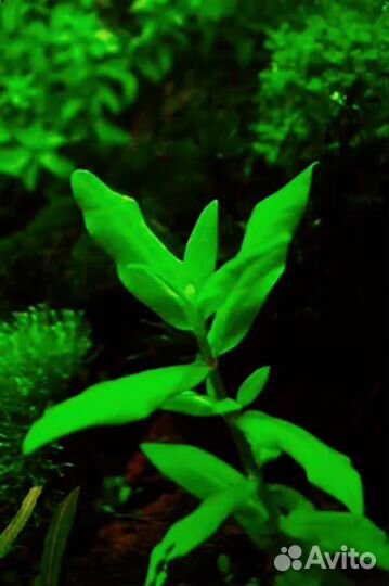 Аквариумные растения