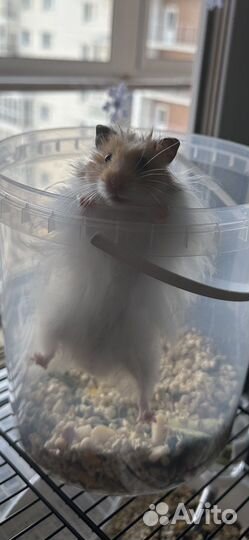 Сирийский хомяк (пушистик) стоп хищник