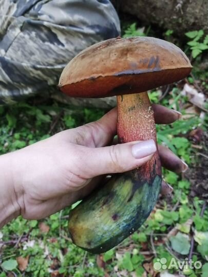 Продажа грибов