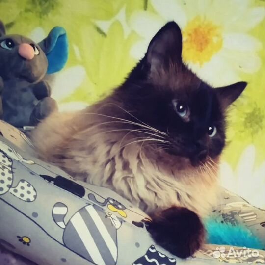 Кот в добрые руки