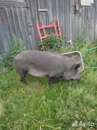 Кабан - дикая свинья