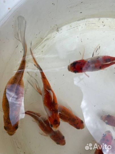 Декоративная рыба (похожа на карпа кои)