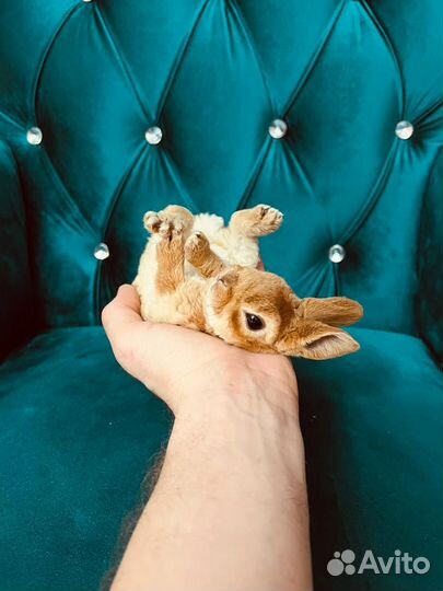 Кролики мини разные породы карликовые