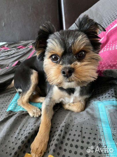 Йоркширский терьер вязка мальчик