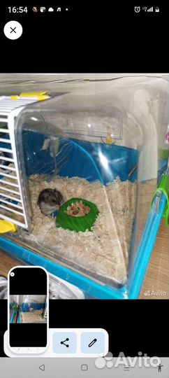 Клетки с джунгариками