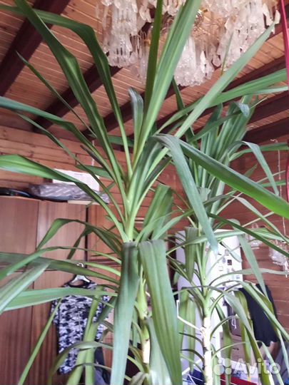 Пальма Юкка