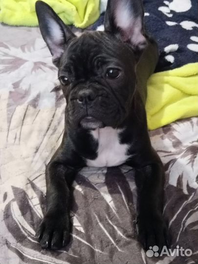 Французский бульдог щенок