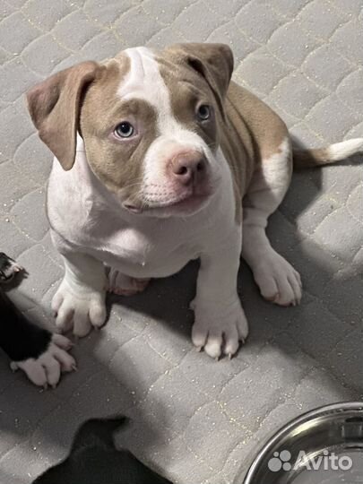 Американский булли стандарт