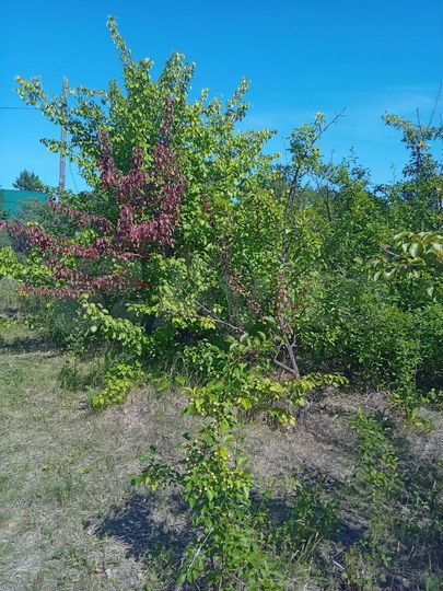 Участок 8,8 сот. (ИЖС)