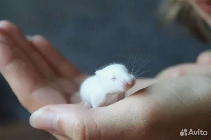 Сирийские джунгарики, порода белых, жемчужных