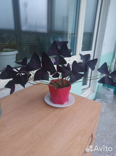 Оксалис на цвету