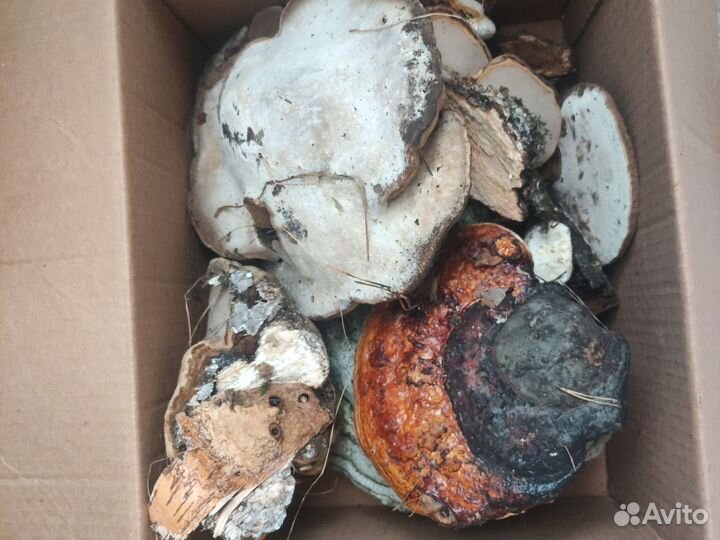 Березовый трутовик