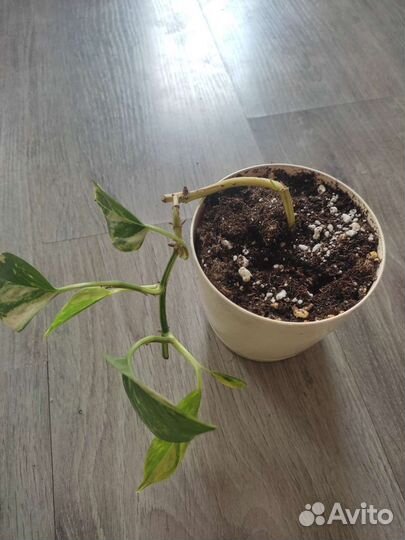 Сциндапсус золотистый