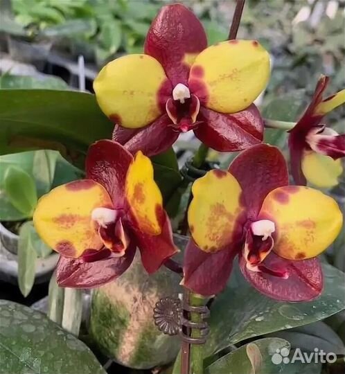 Орхидея yaphon black swan yaphon 9