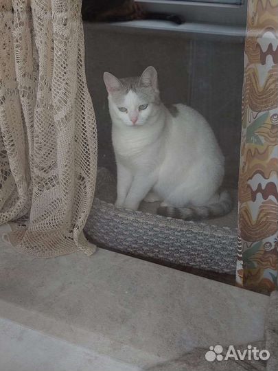 Красавица Молли ждёт вас