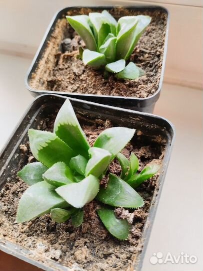 Хавортия трунката