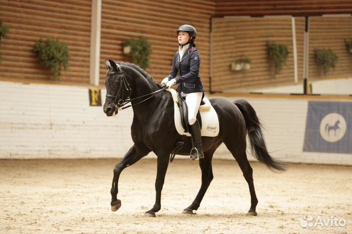 Занятия конным спортом и Аренда лошадей