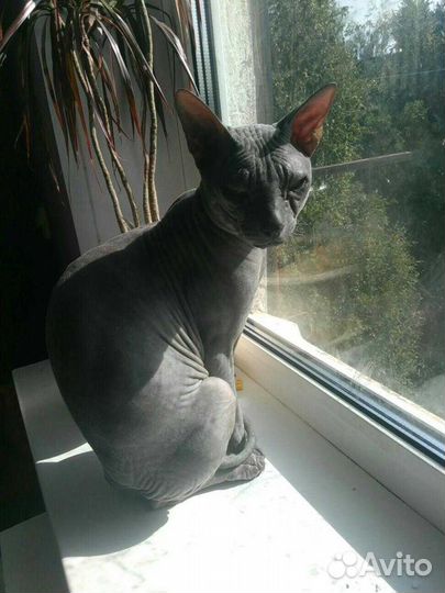 Донской сфинкс, кот, вязка