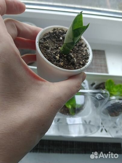 Каланхоэ цветущий и сансевиерия Ханни