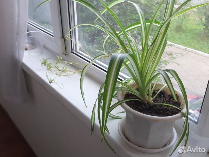 Хлорофитум