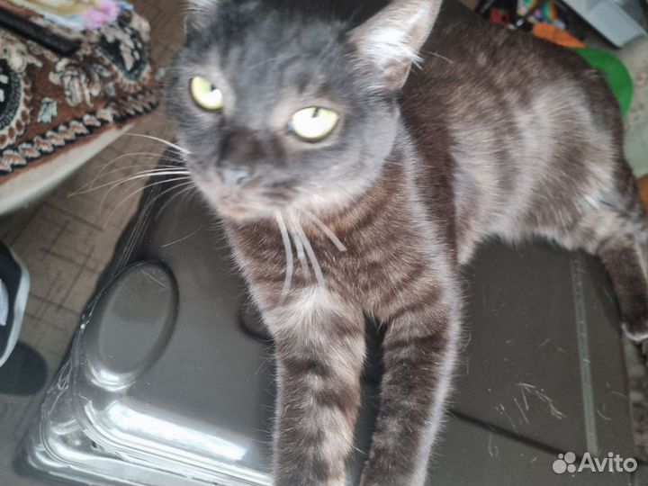 Отдам в хорошие руки