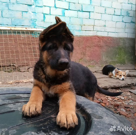 Щенок немецкой овчарки