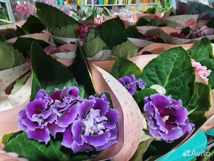 Комнатные цветы оптом воронеж