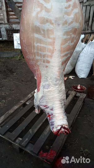 Козье мясо халяль, козлы упитанные