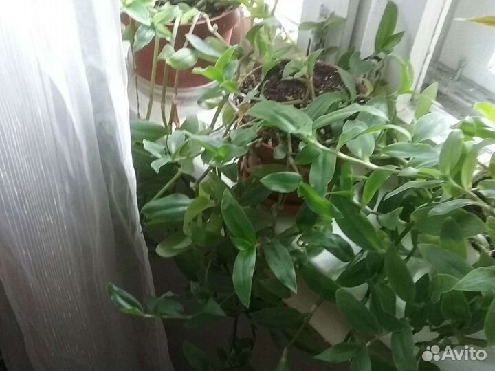 Комнатные цветы