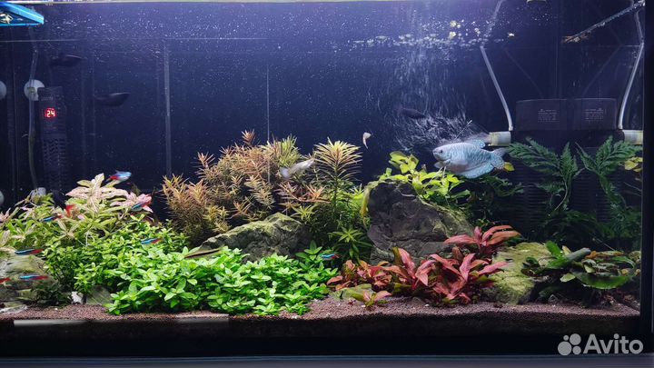 Аквариумные растения живые