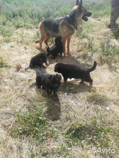 Немецкая овчарка