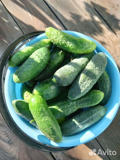 Огурцы свежие
