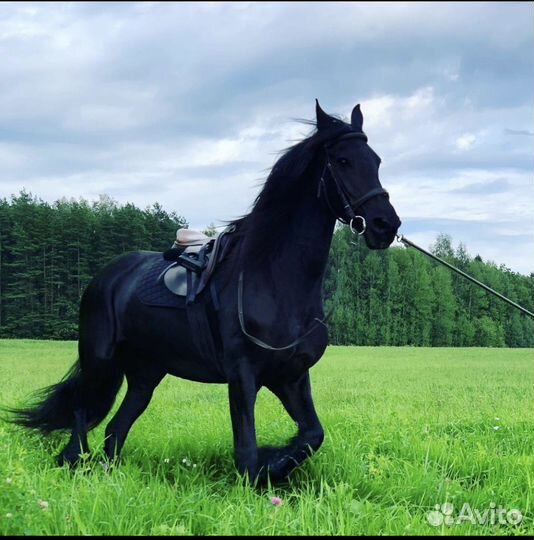 Фризская Лошадь