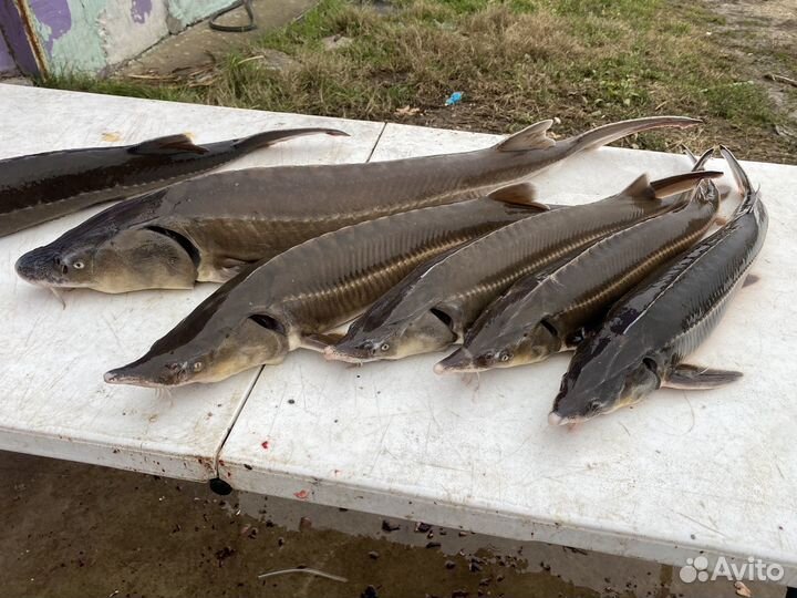 Свежая царская рыба живая