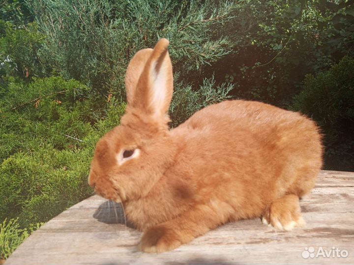 Кролики (мясная порода)