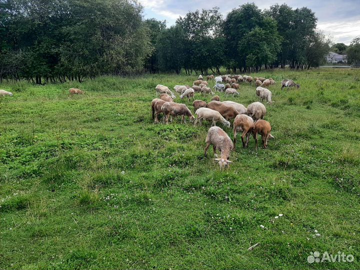 Овцы бараны катумские