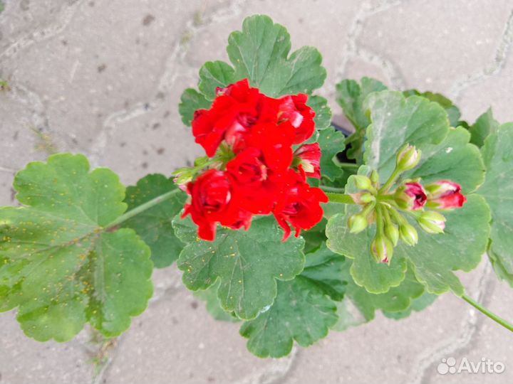 Пеларгония герань сортовая