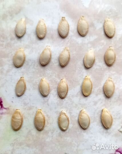 Семена кабачка белого