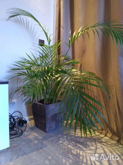 Пальма Арека