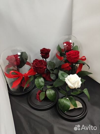 Роза в Колбе