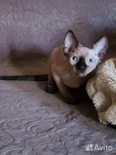 Канадский сфинкс котенок