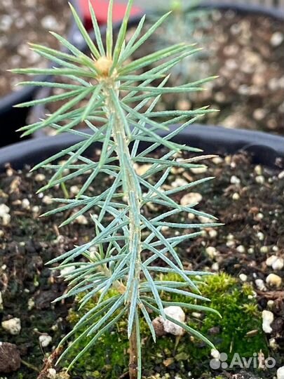 Голубая ель