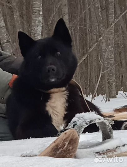 Вязка Лайка зсл и рел