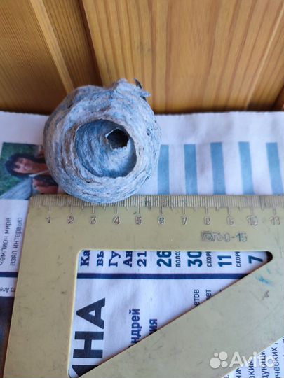 Осиное гнездо