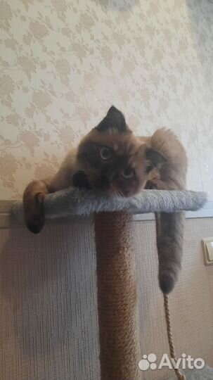 Шотландская кошечка ищет жениха на вязку