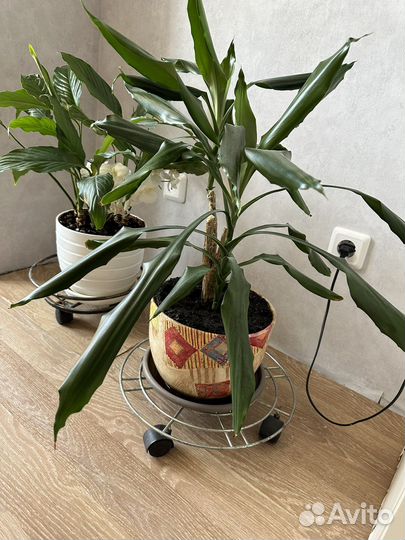 Цветы комнатные юкка