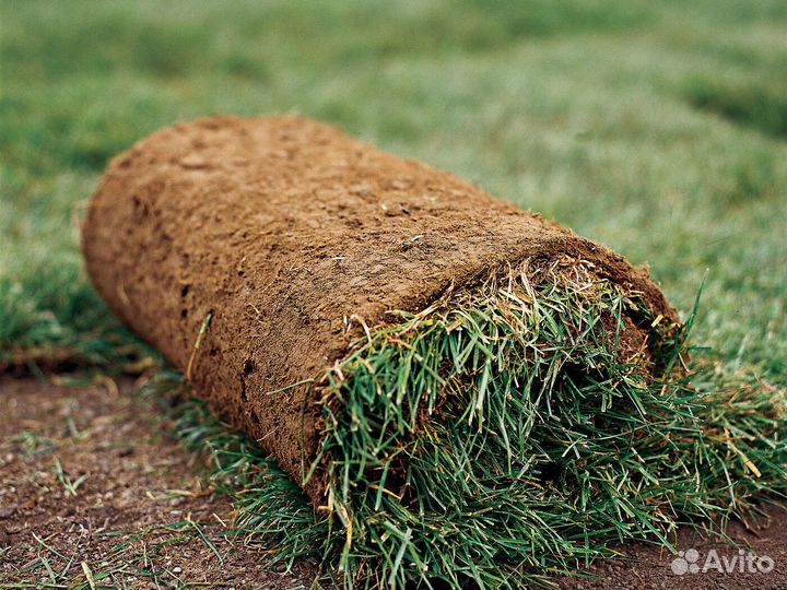 Укладка рулонных газонов под ключ