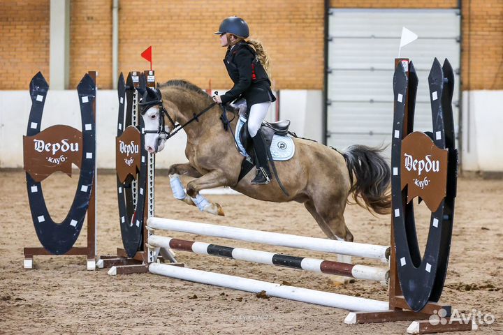 Уэльский пони